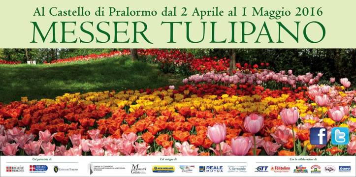 tulipano