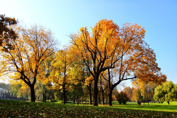 parco-pellerina-in-autunno-operazionefrittomisto