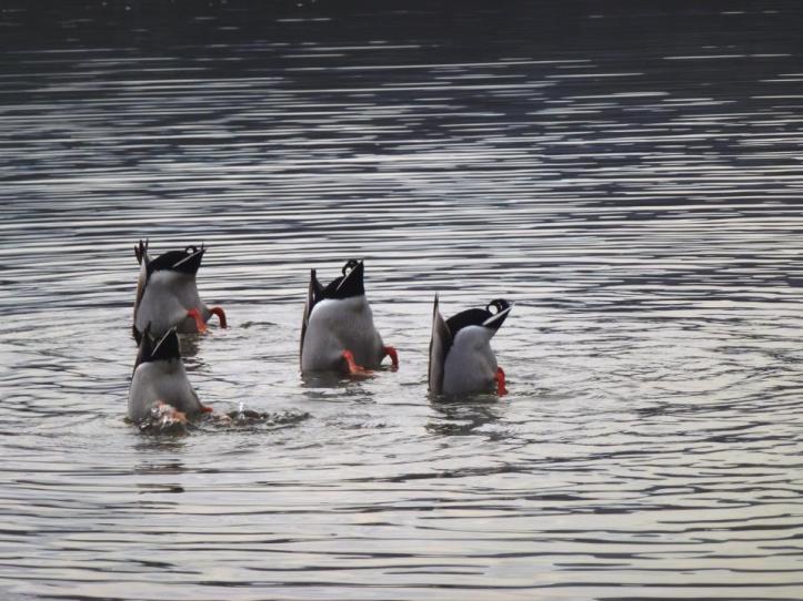 72933_10200716964032908_2062708485_n