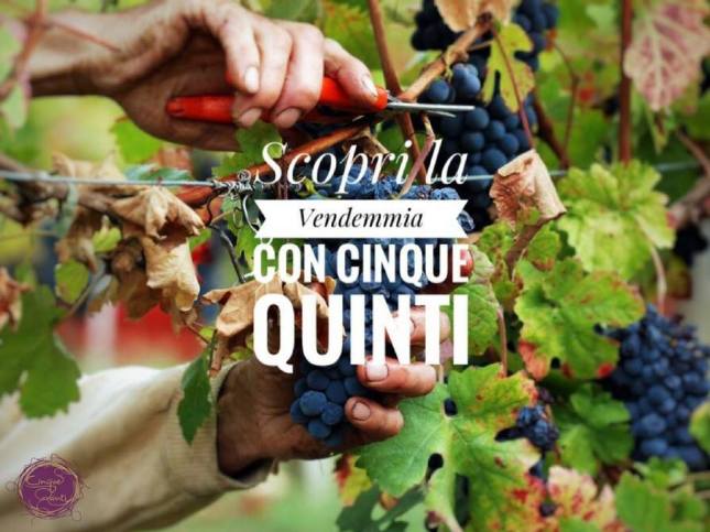 cinque quinti vendemmia